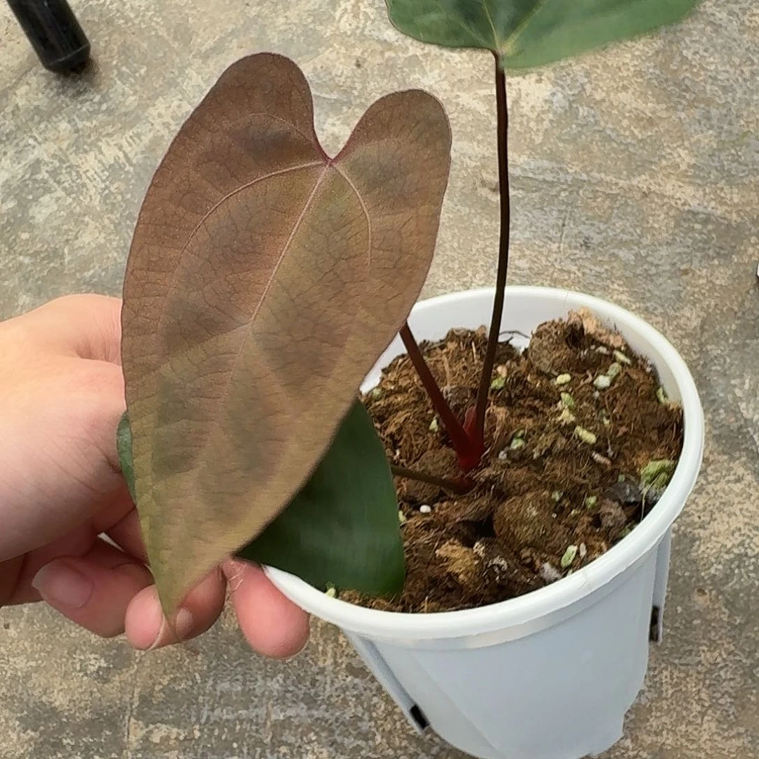 不开花植物黑桃鸡A129