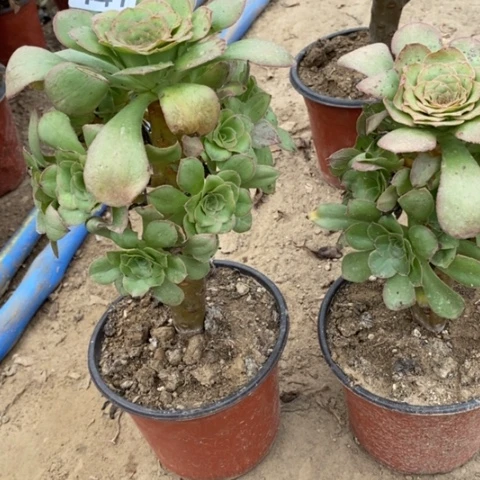 441，2颗多肉法师