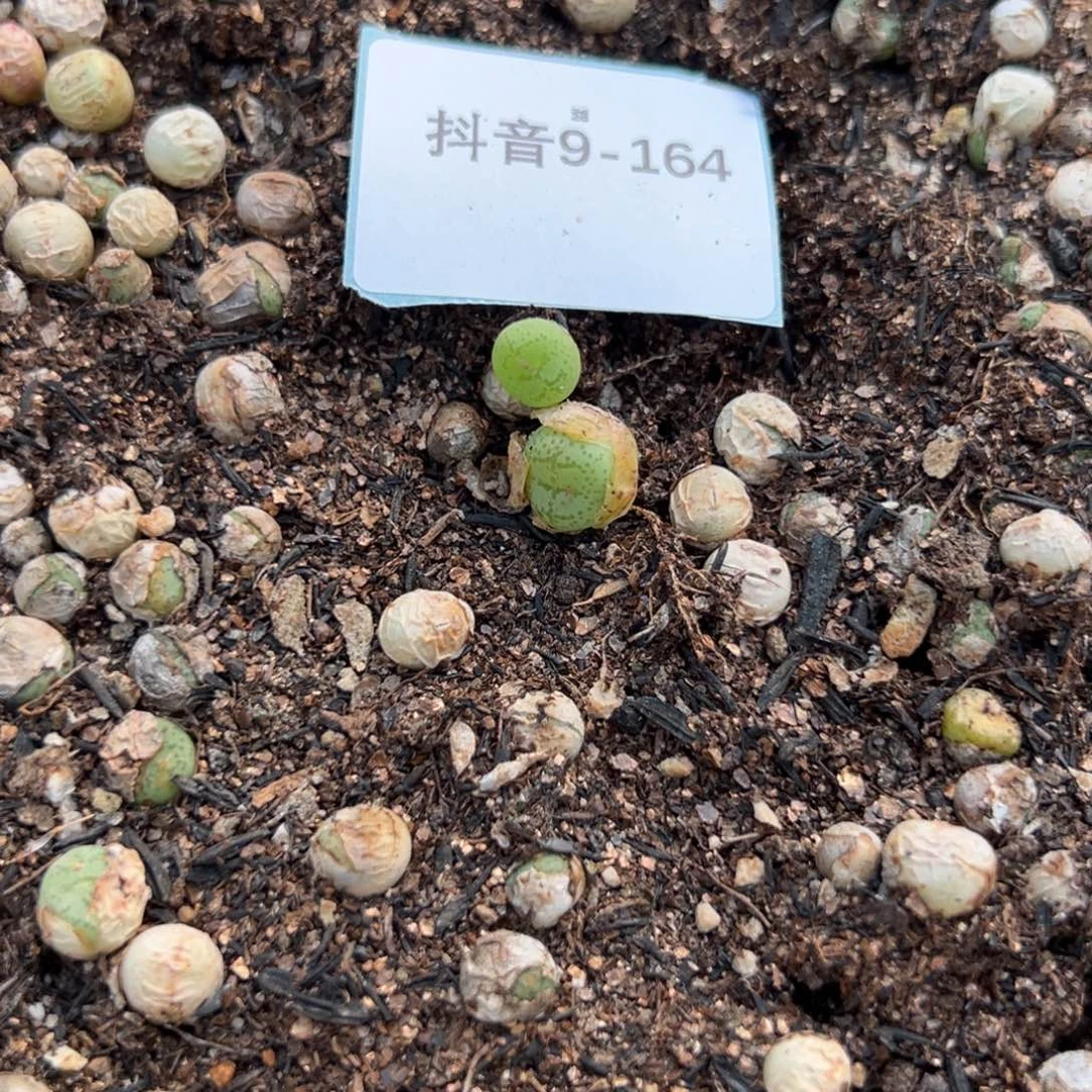 9-164量拍八重猴10颗，挑大的发