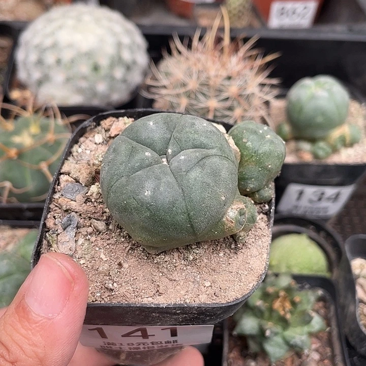 141鱼群 仙人球植物