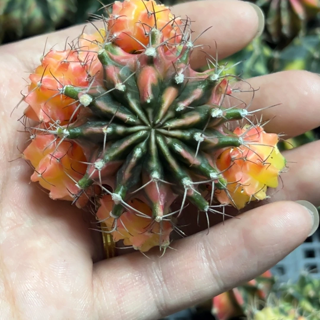 全品十三棱脱土发货3
