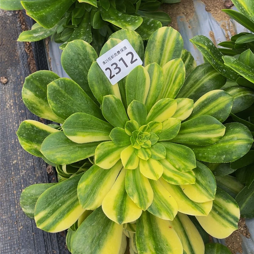 2312七彩琉璃多肉植物