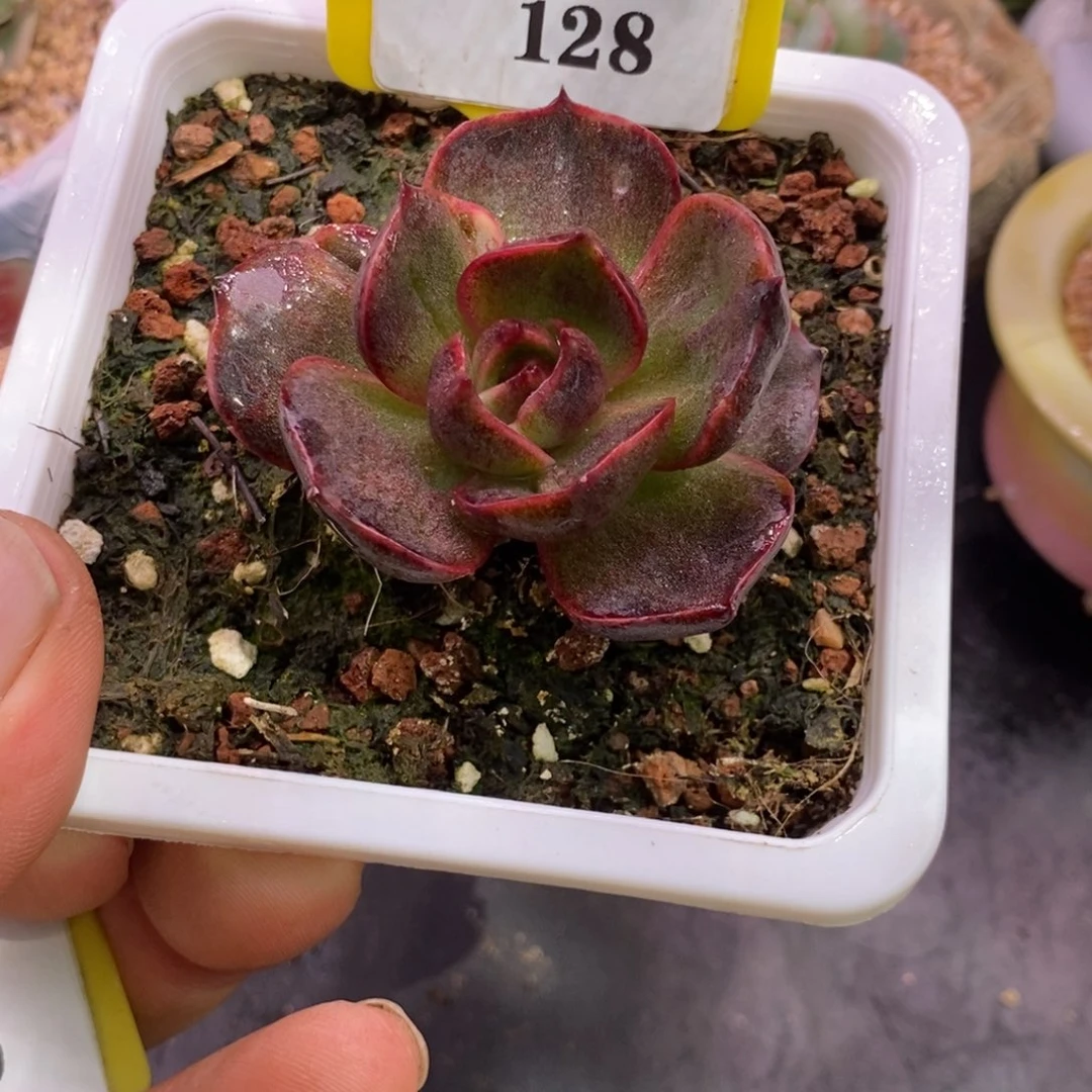 8128.红灯锦单头……