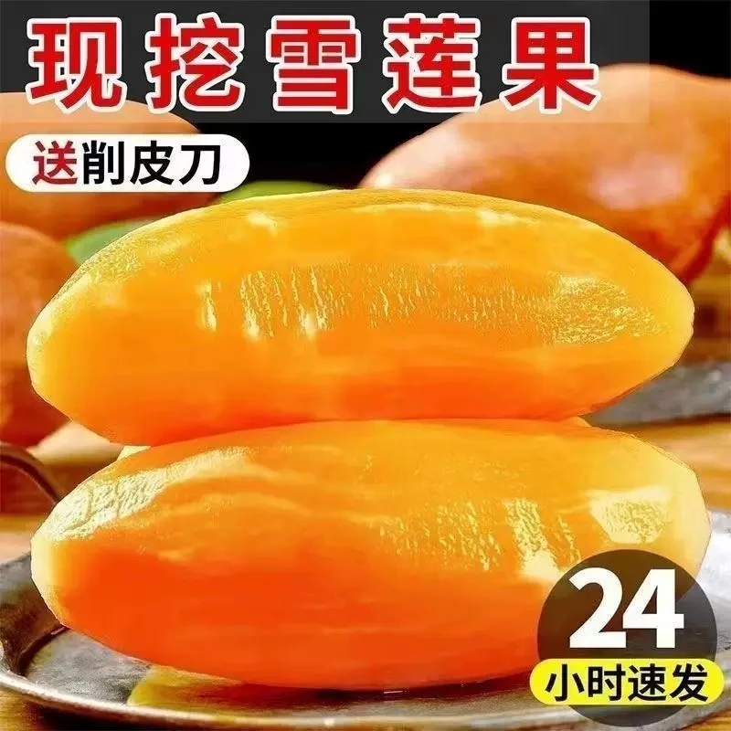 云南天山黄心雪莲果高山红心大果低糖新鲜多汁产地现挖现发10斤装