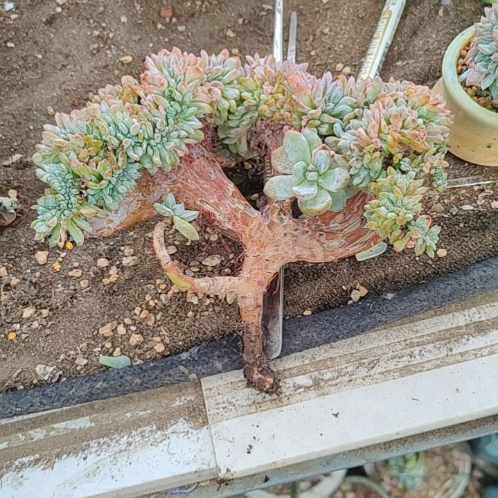 多肉福利福利福利福利福利福利福利