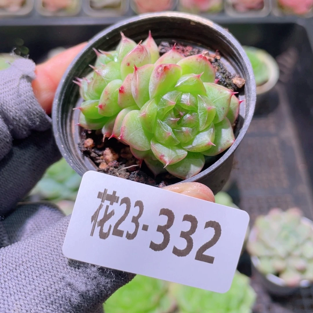 花利美23-332海王双头