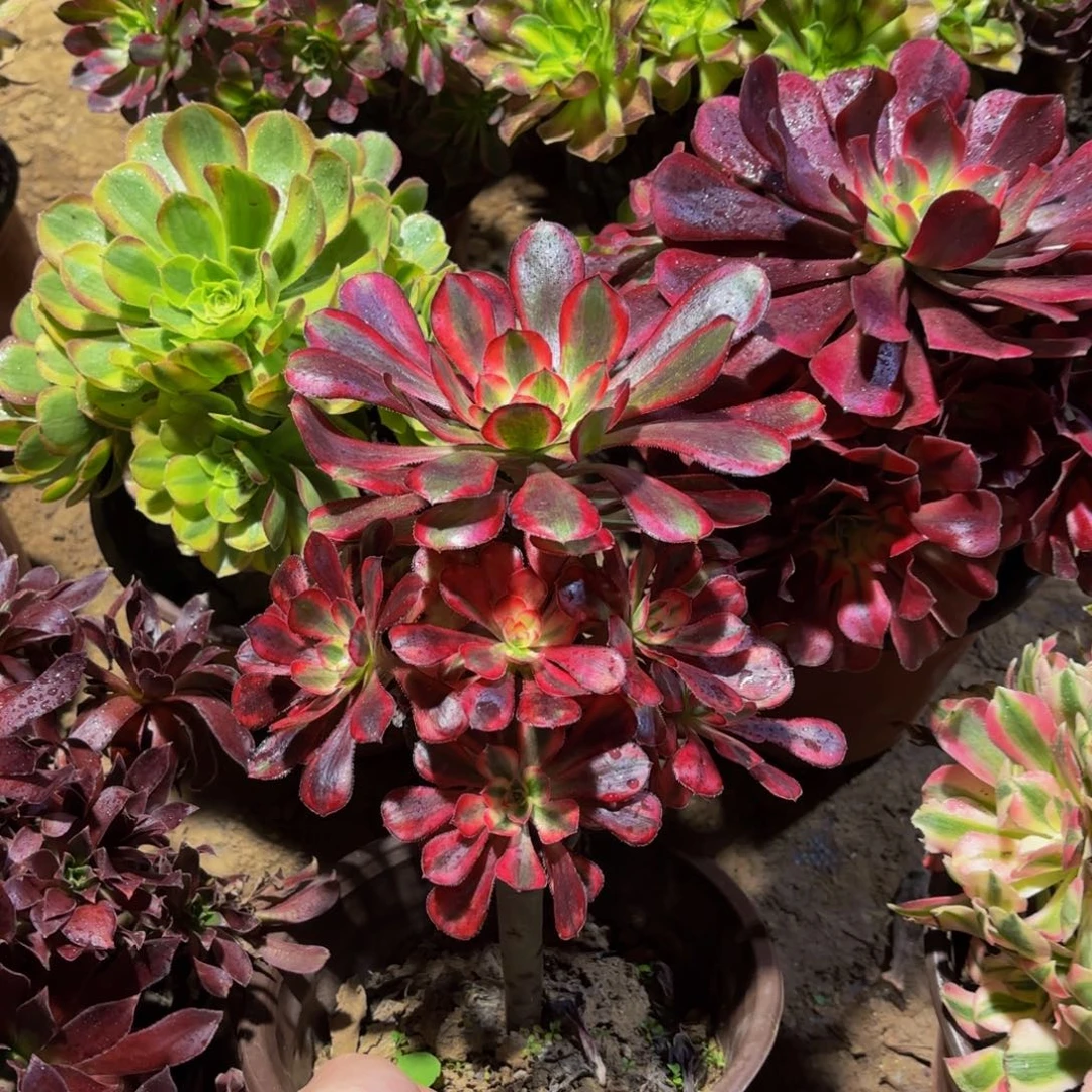 香奈儿9.9多肉植物