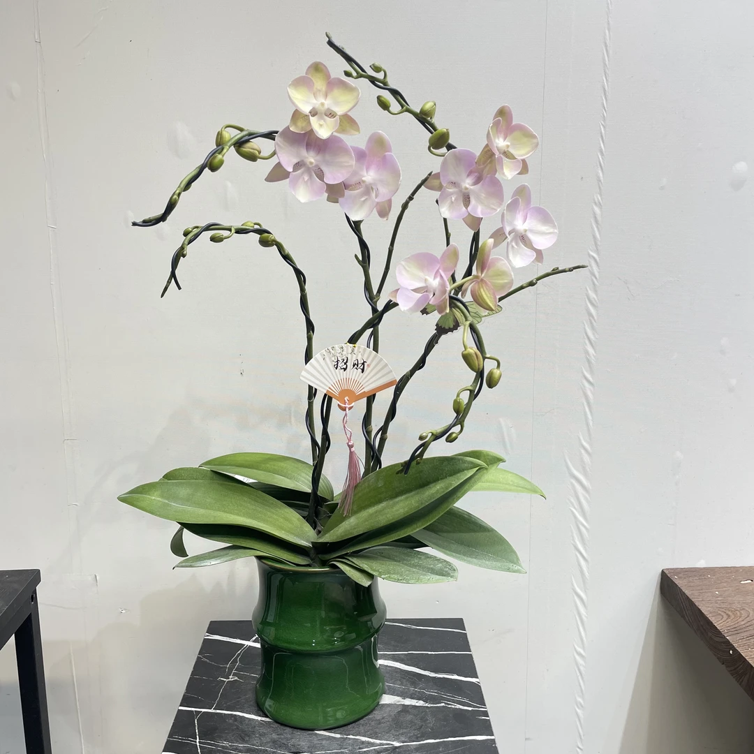 【双品蝴蝶兰】黄橙撞色多梗带花苞 弯梗艺术造型 山水纹陶瓷盆