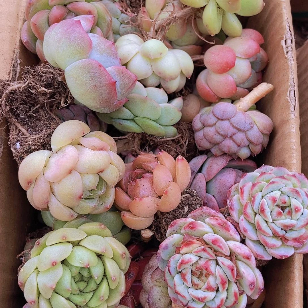 0000000000001量拍保底20颗