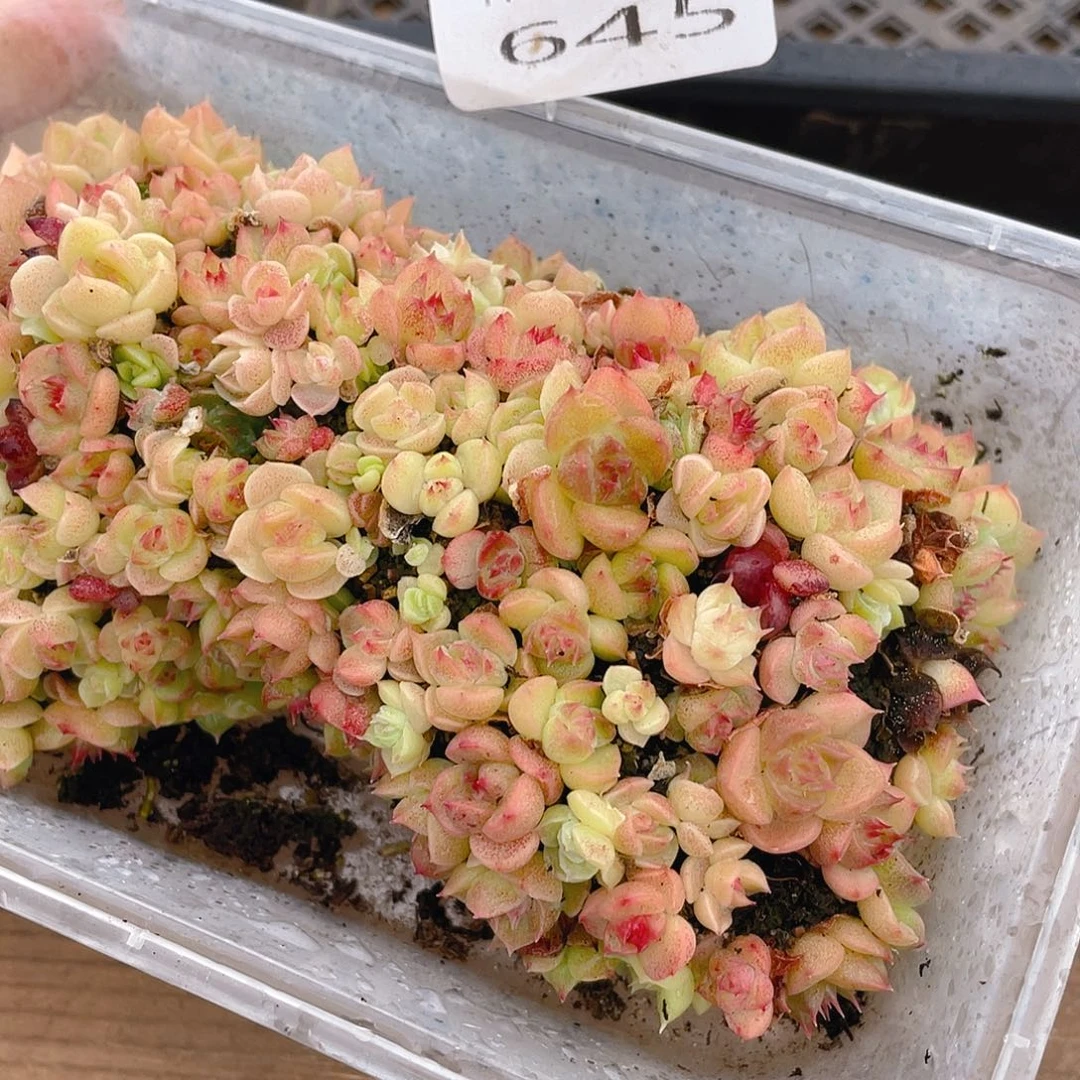 多肉植物多肉植物645