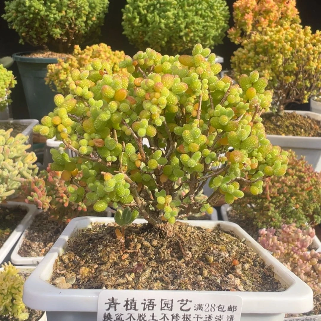 D7608金桔精控老桩