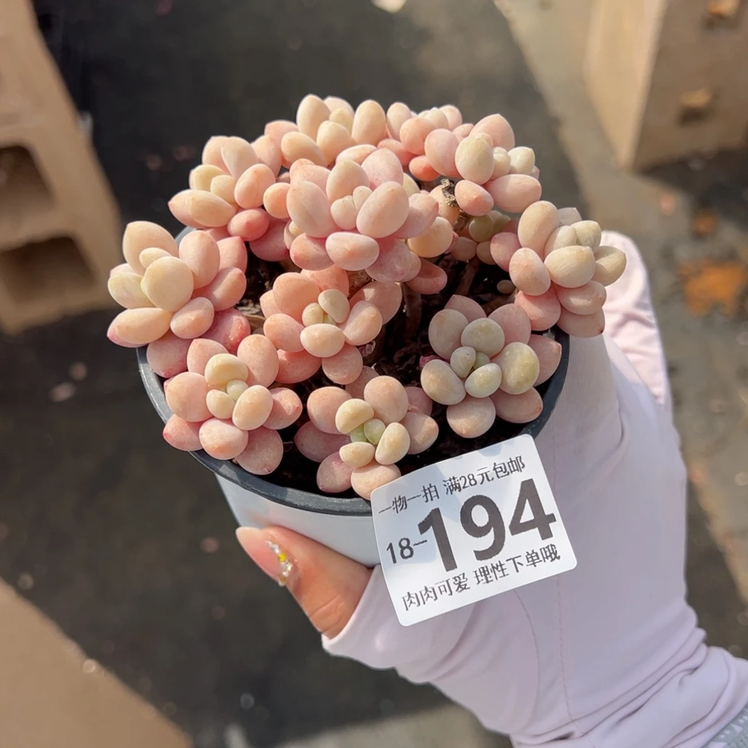 鱼子酱多肉多肉多肉多肉多肉