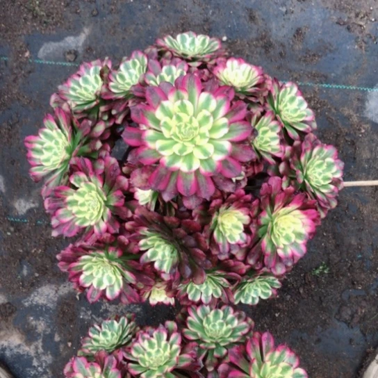M****?舞天姬法师多肉植物43号