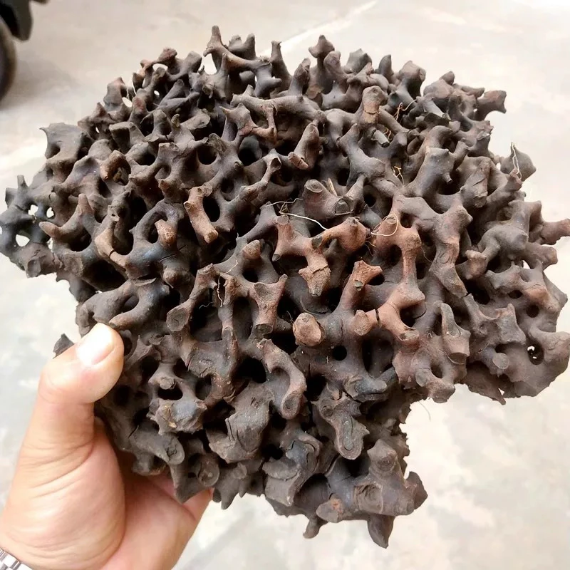 云南高原山货～蚂蚁窝～大炎甄选