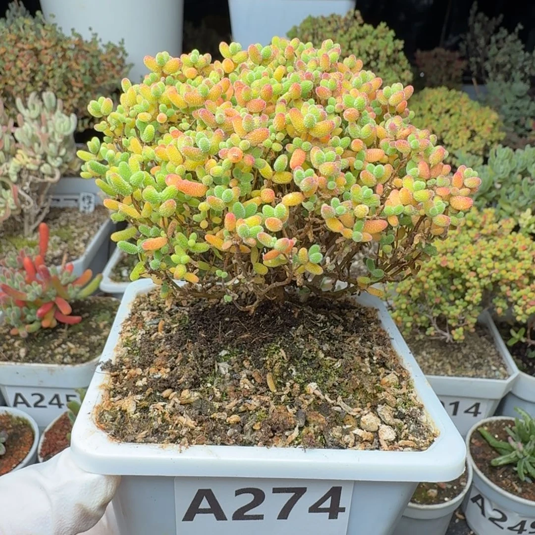 A274蜜橘糖球一物一拍