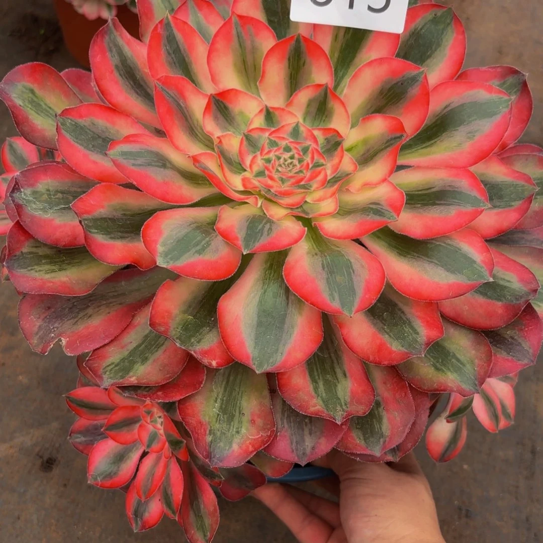 813多肉植物爱丽丝锦