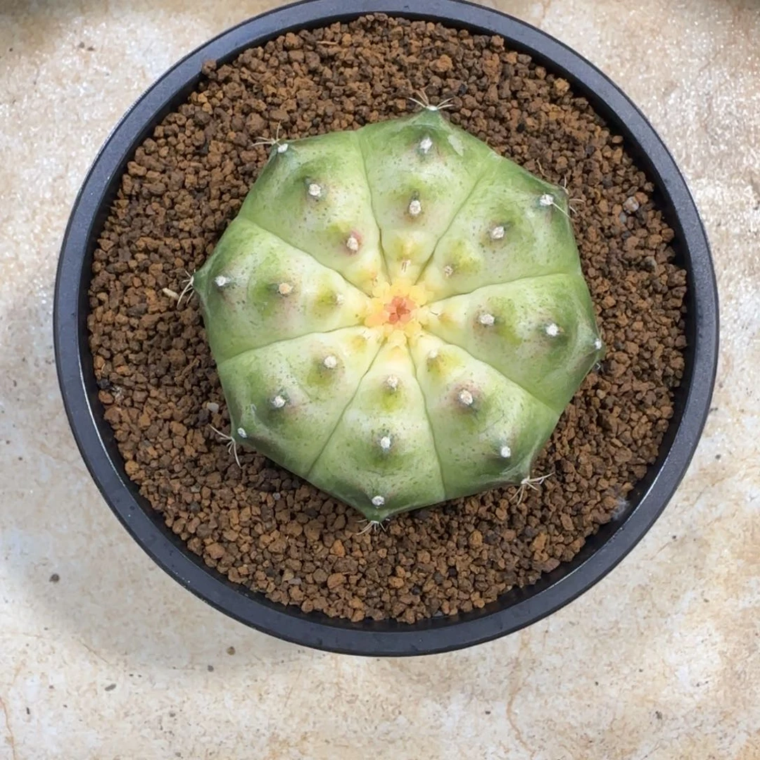 泰系实生白轮回包子