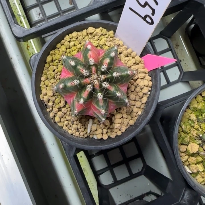 用****759-0224侧芽脱土发多肉