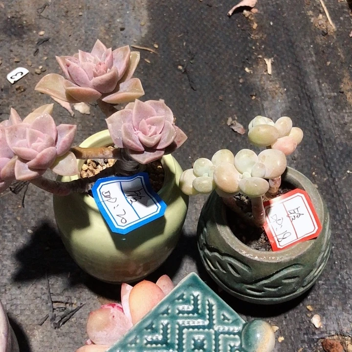 铃        1盆  2带盆