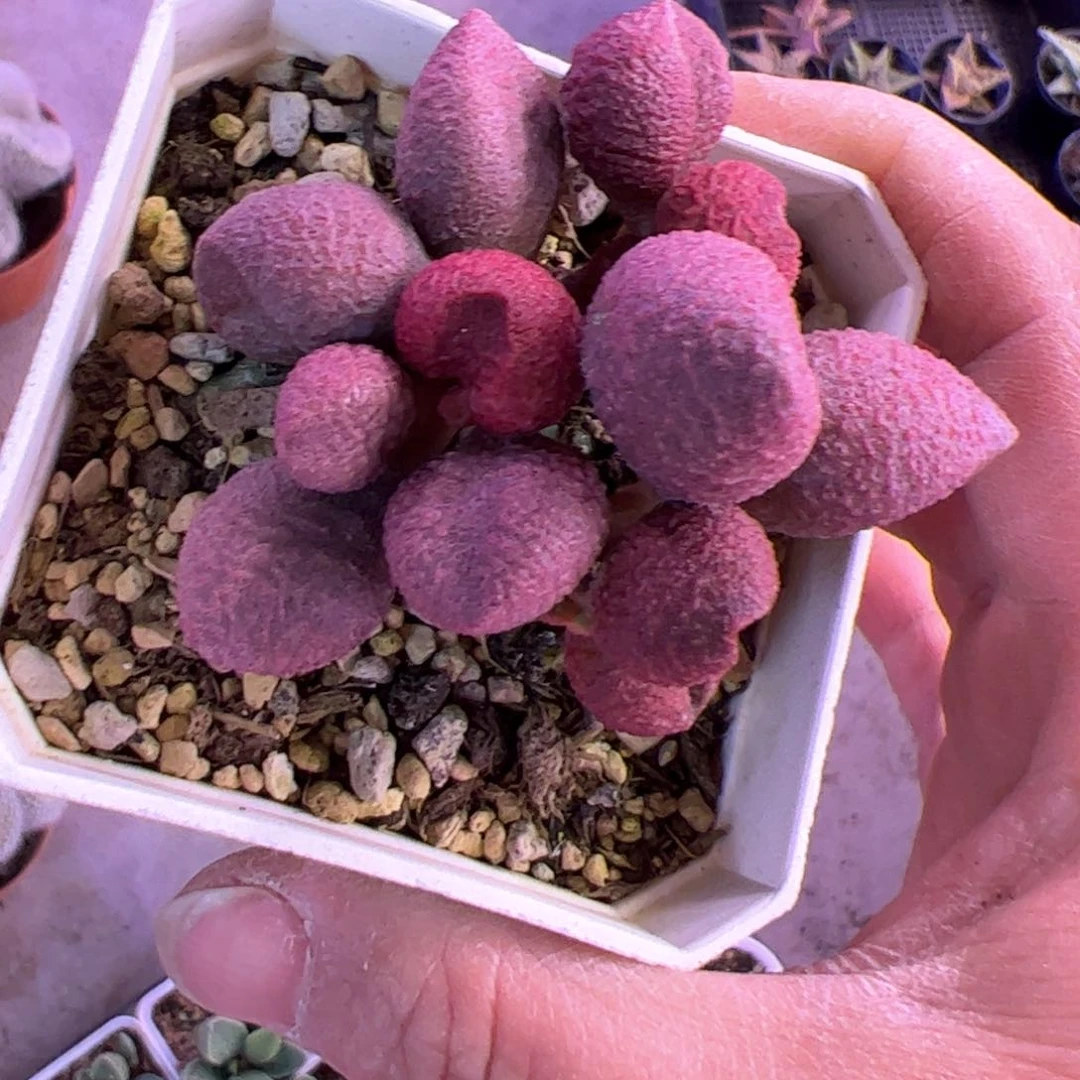 才****）水蜜桃。