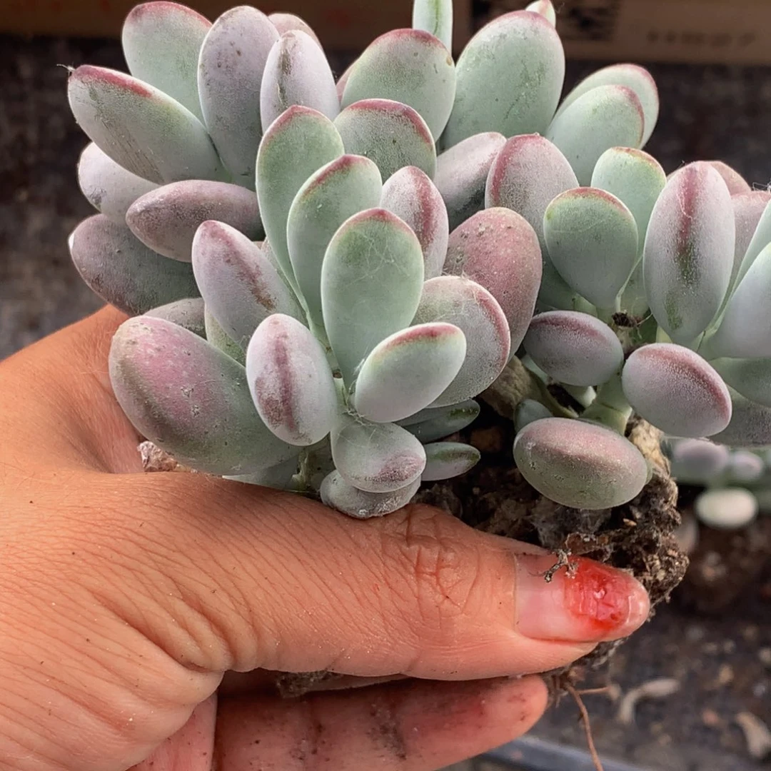 乒乓小。（满9.99包邮不满9.99发叶子）