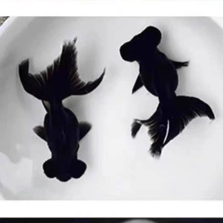 好养易活淡水冷水小金鱼观赏鱼包邮成都狮子头狮头打氧