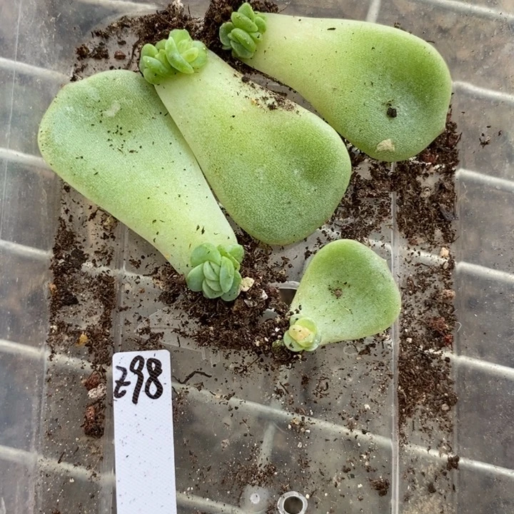 珍妮z98芽苗一个多肉