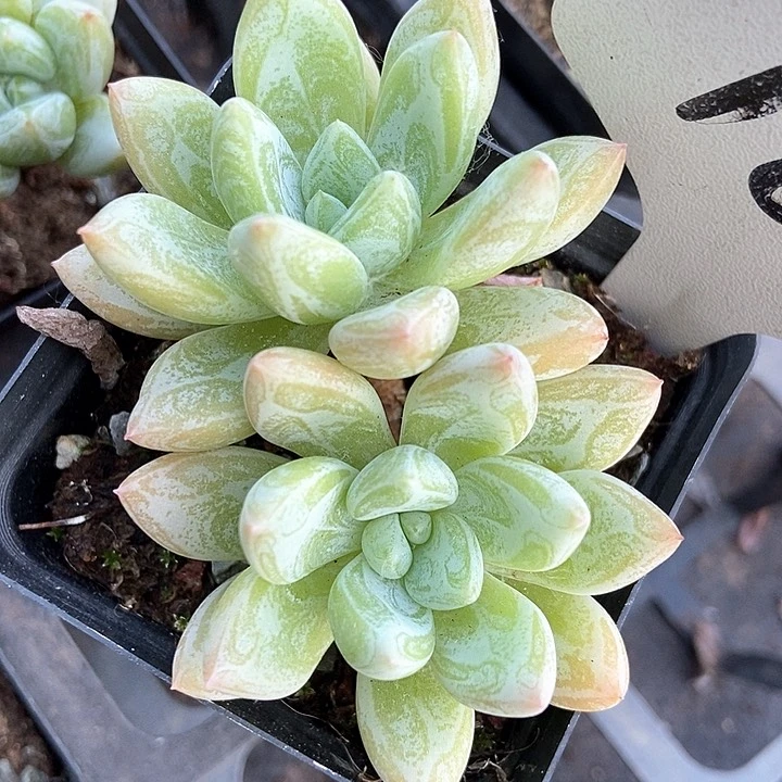 多肉植物阿凡达160