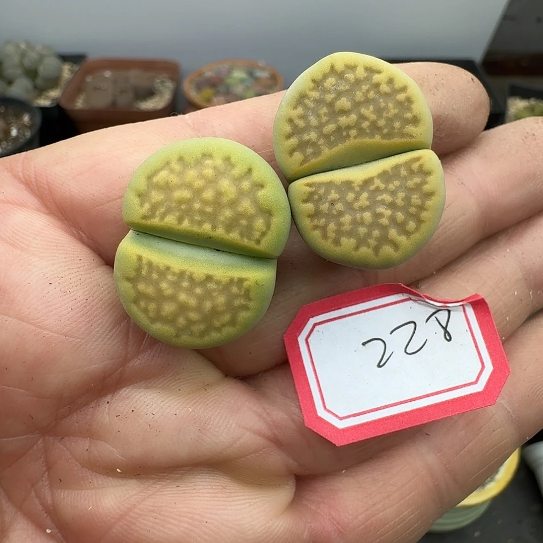 228多肉哈哈哈哈哈哈哈