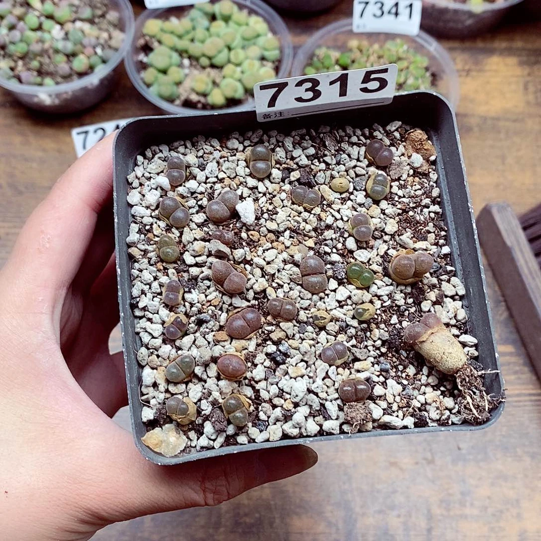 7315蛋糕风铃啦啦啦