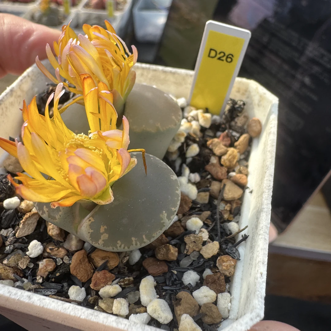 D26和田玉生石花多肉植物脱土发货