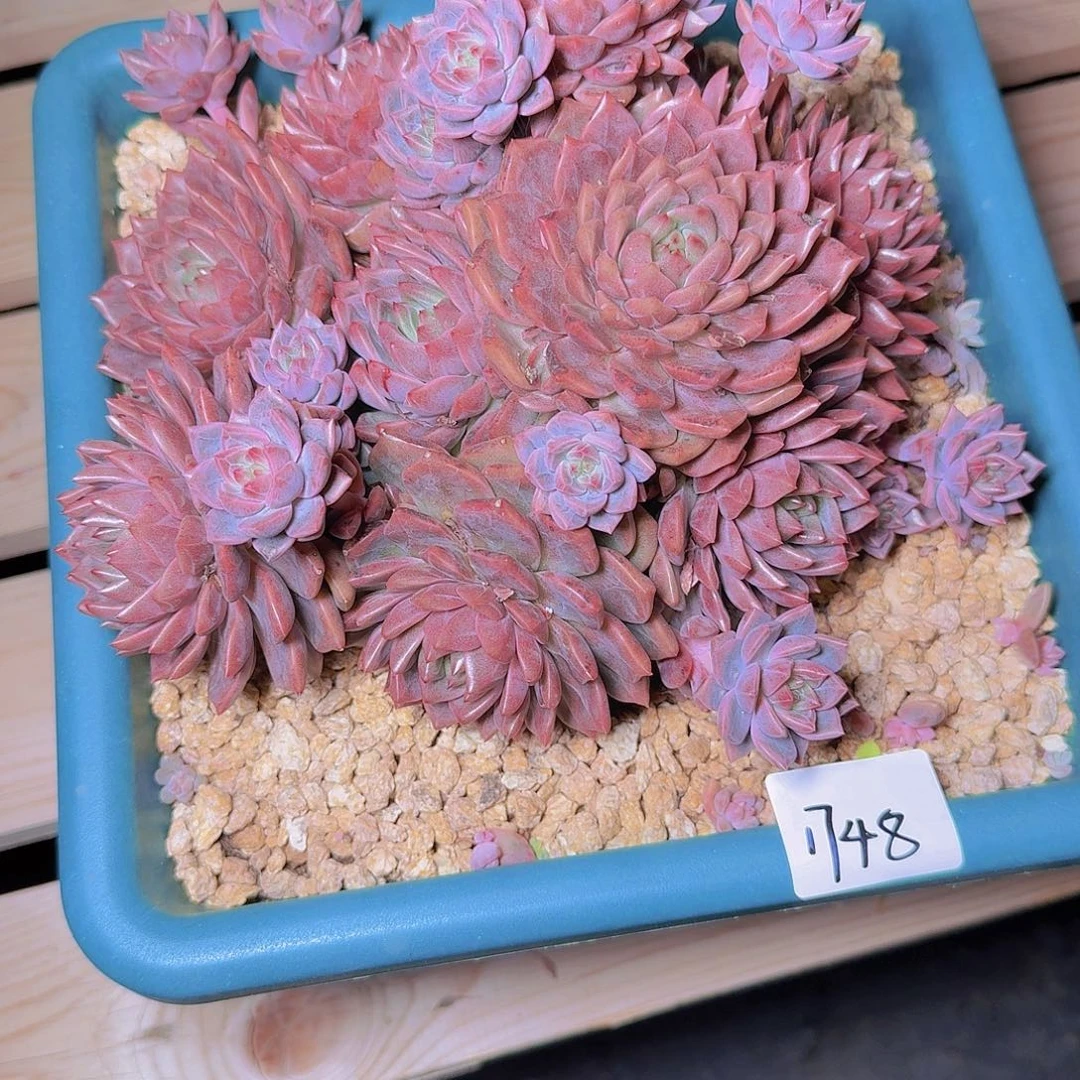 来***张1748杂交多肉植物