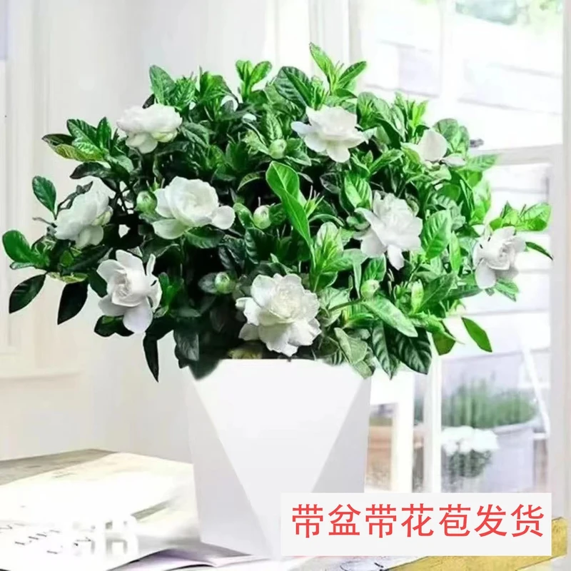 【带花苞】栀子花盆栽花卉室内阳台水培绿植浓香型四季好养