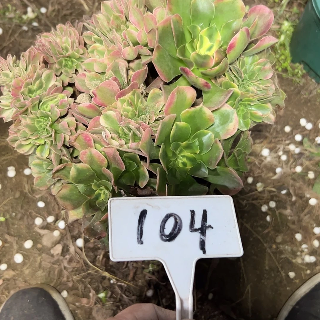 多肉植物香菲缀花104