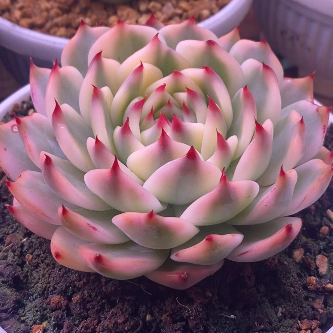 唐**子糖豆子 多肉植物