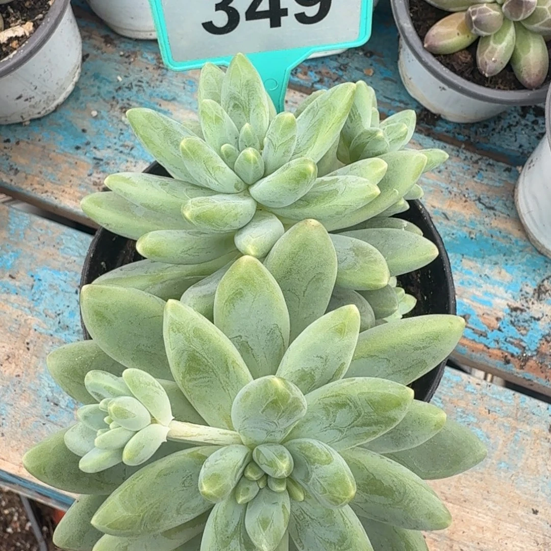 多肉植物啊蒂斯托349