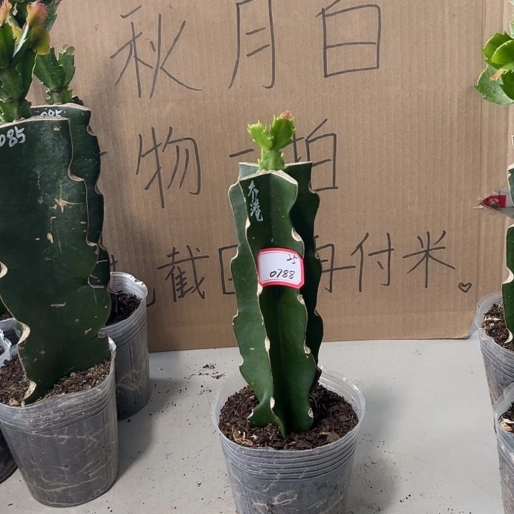 L****当前无花朵，栽培后可花朵侨港