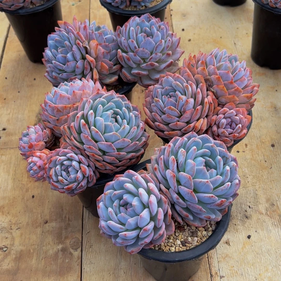 ～***～遇见多肉园艺美好星影4颗