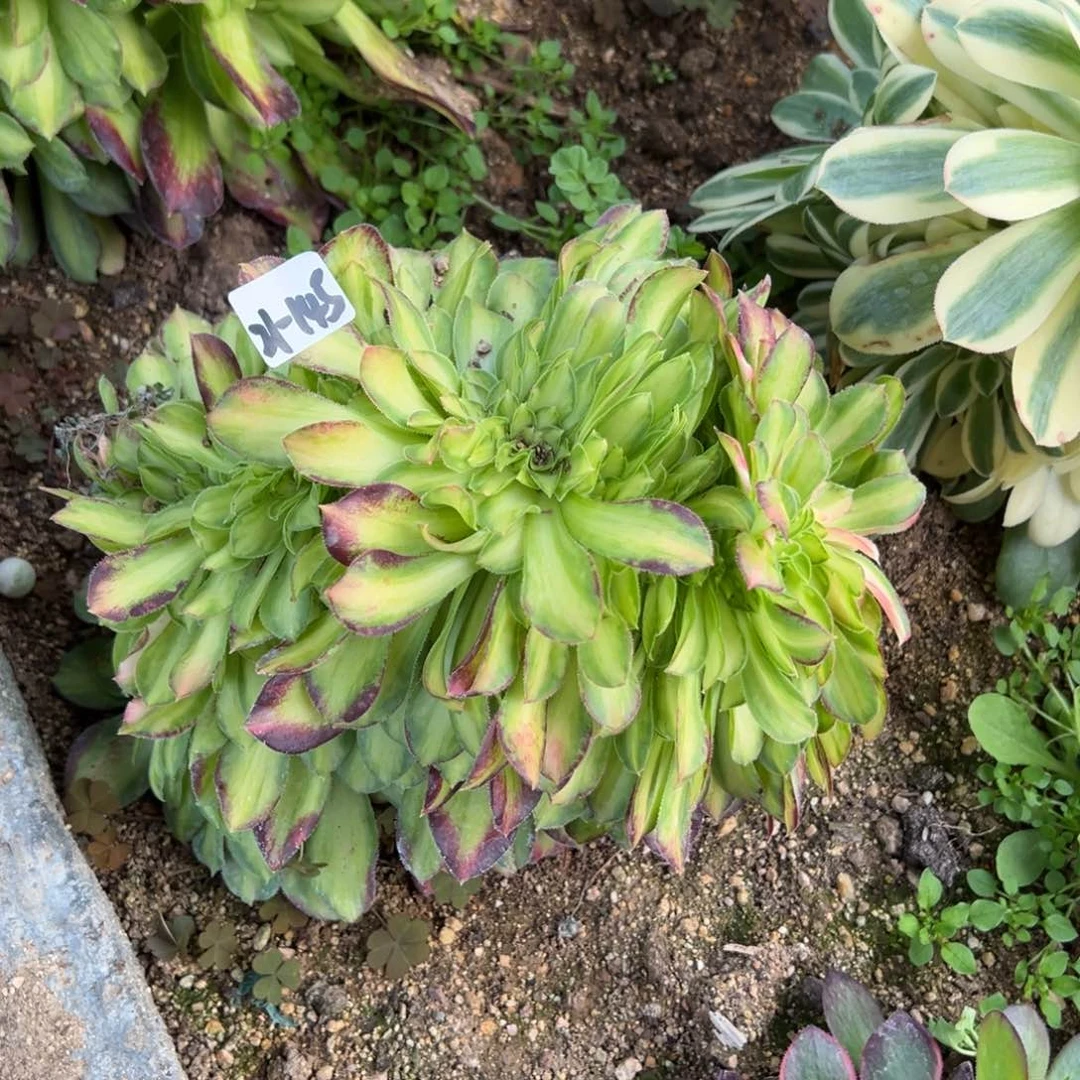 迷**人145韶华缀多肉植物山东