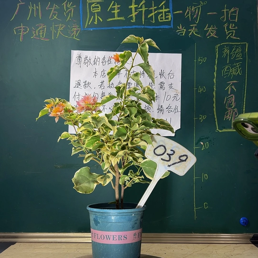 当前无花栽培后可以开花斑叶重瓣橙 039