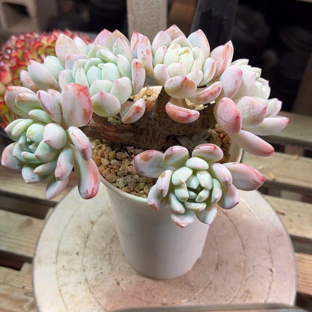 小***婆冷香朵朵duotajinnvnvm