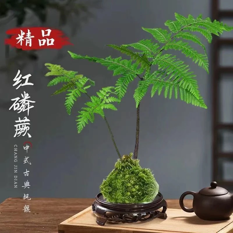 虹鳞蕨、苔藓球、好养易活、室内绿植 (直播间一物一拍)