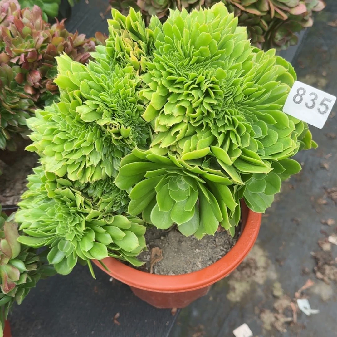 轻**语835多肉植物绿缀