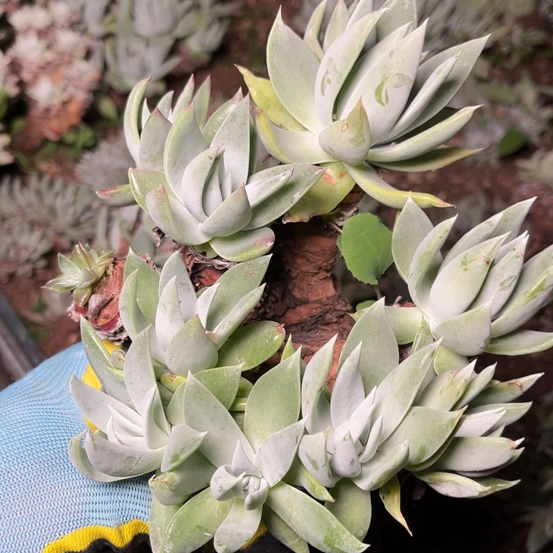 8384瑕疵大花朵多肉