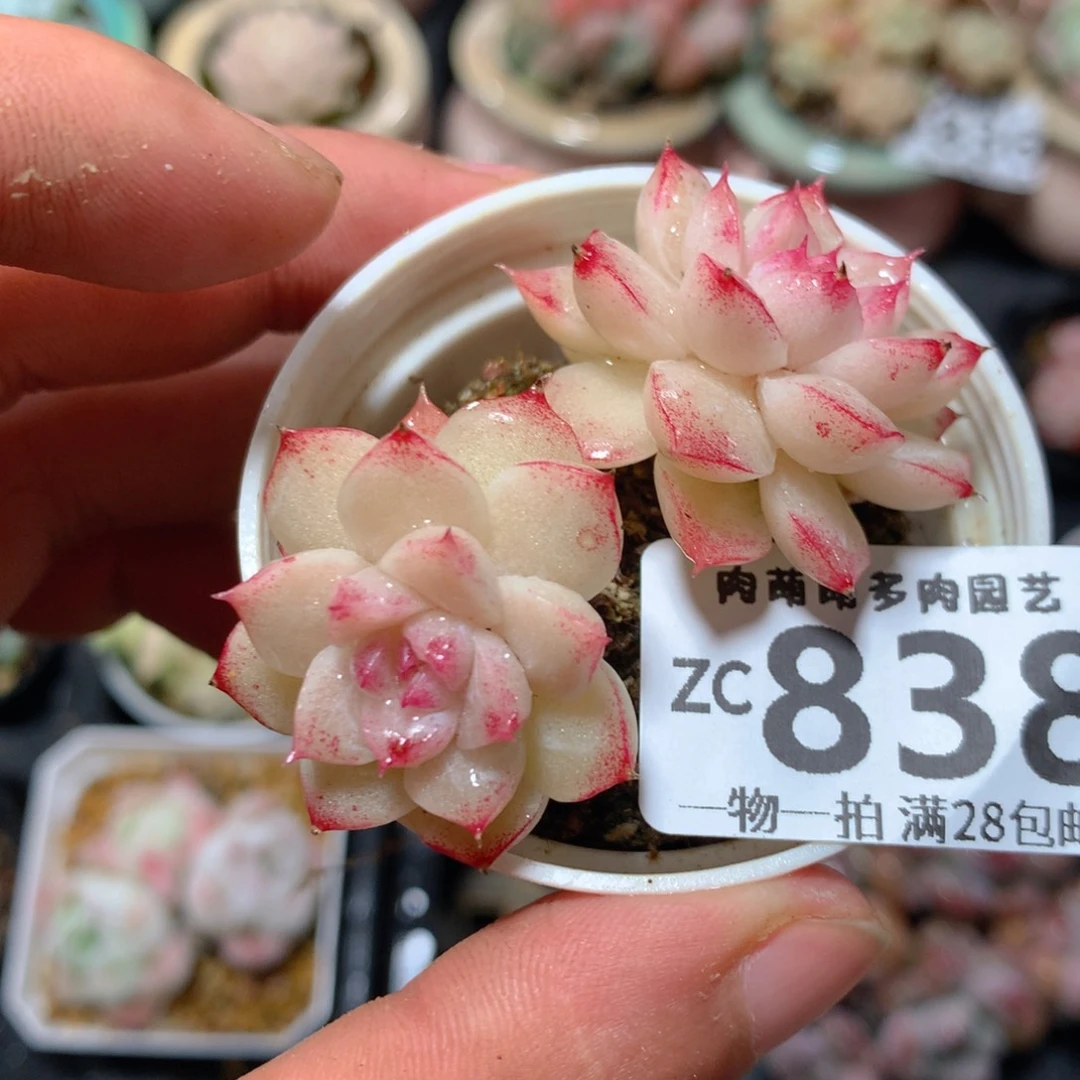 5CM拇指盆精控多肉ZC838