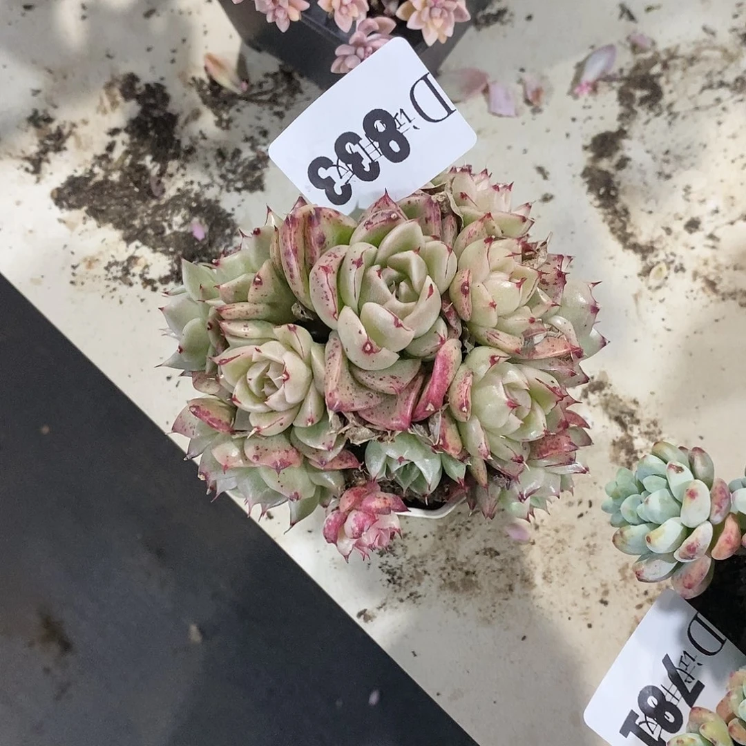 _*张833麦秆多肉植物