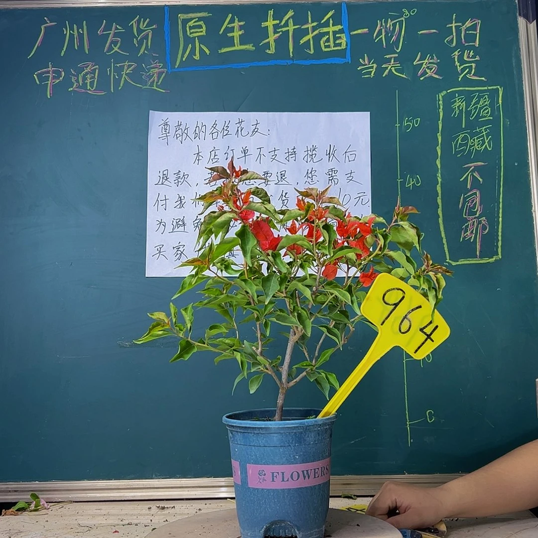 当前无花栽培后可以开花热火桑巴964
