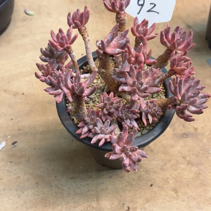 多肉植物，炫彩星92号