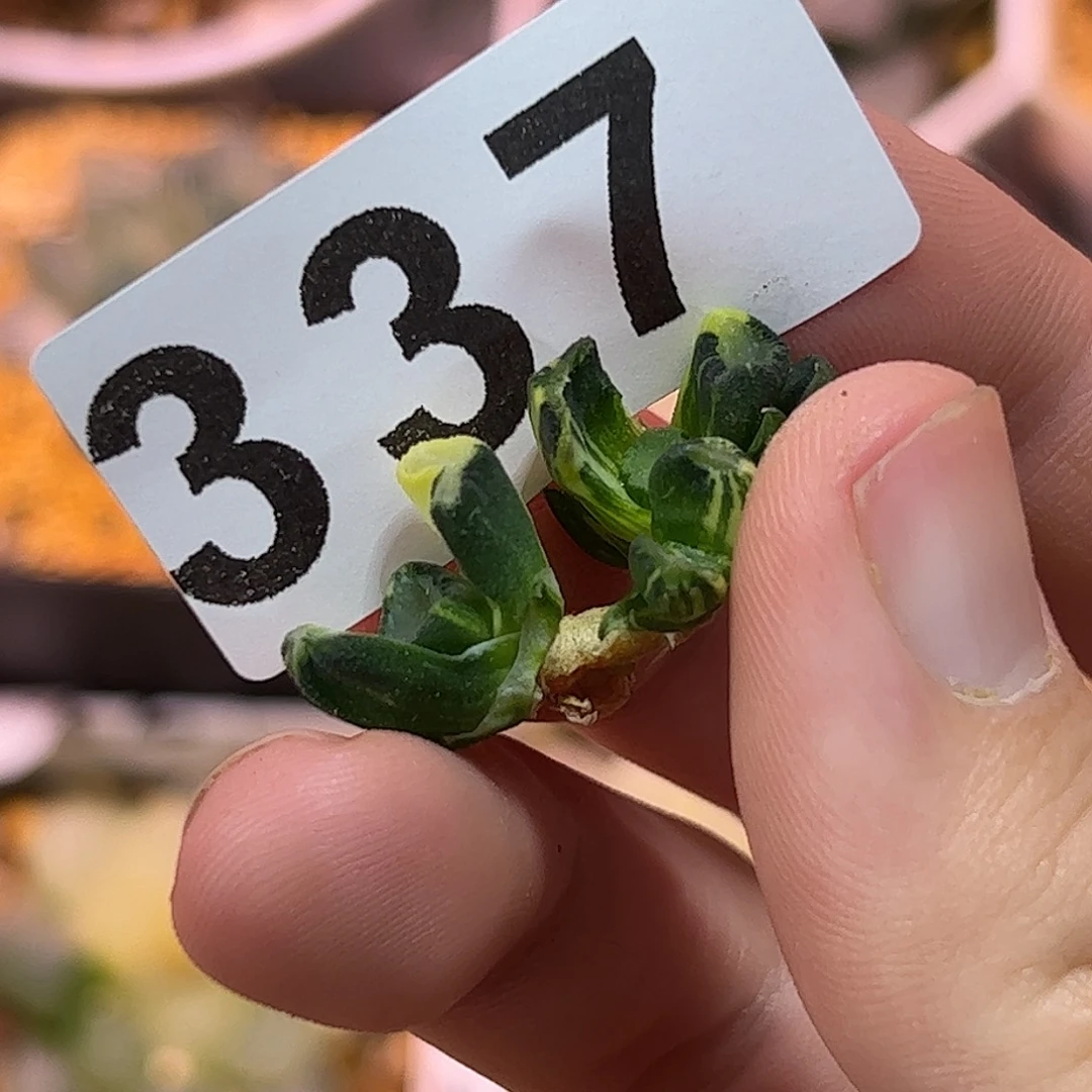 红红火火恍恍惚惚