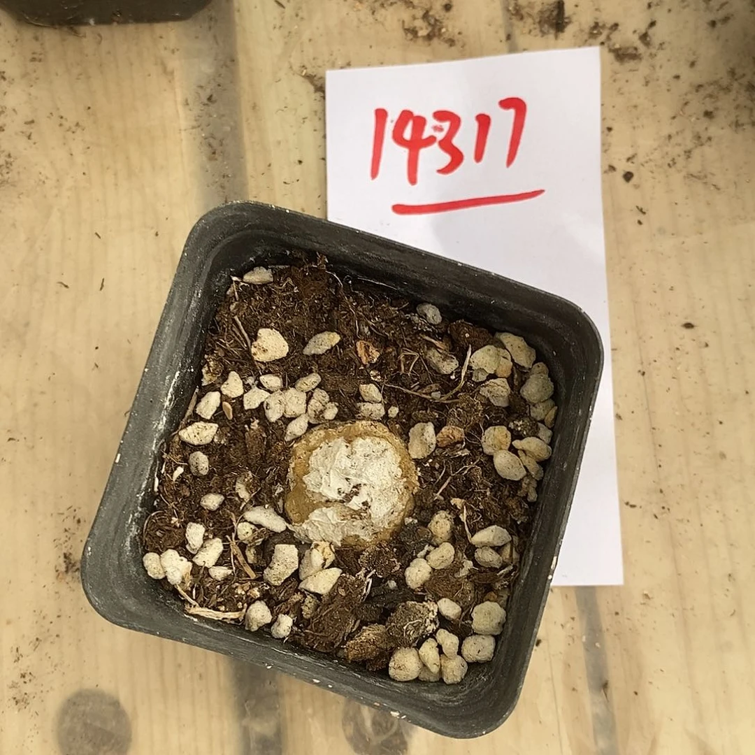 A***14317。  大灯泡。带土发。